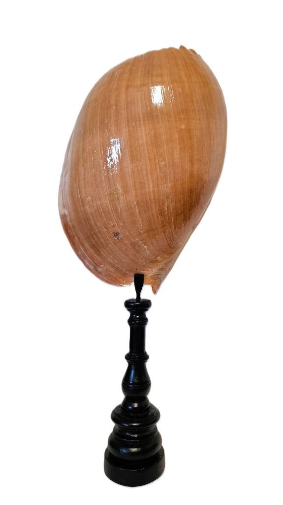 Grote Meloen Schelp /Meloen Schell op standaard., Ophalen of Verzenden