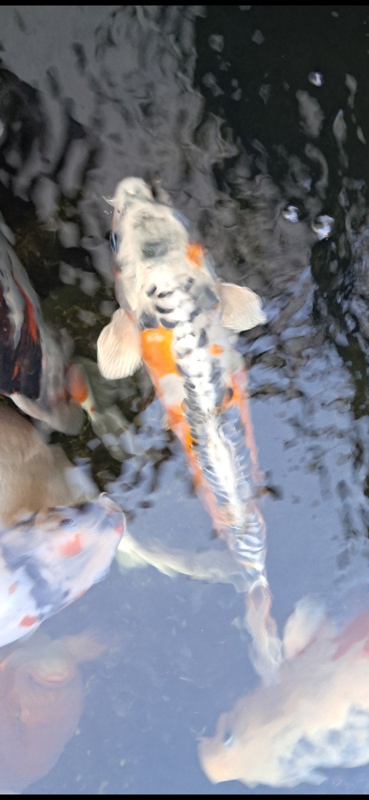Japanse koi Shusui 30-35 cm, Karper of Koi