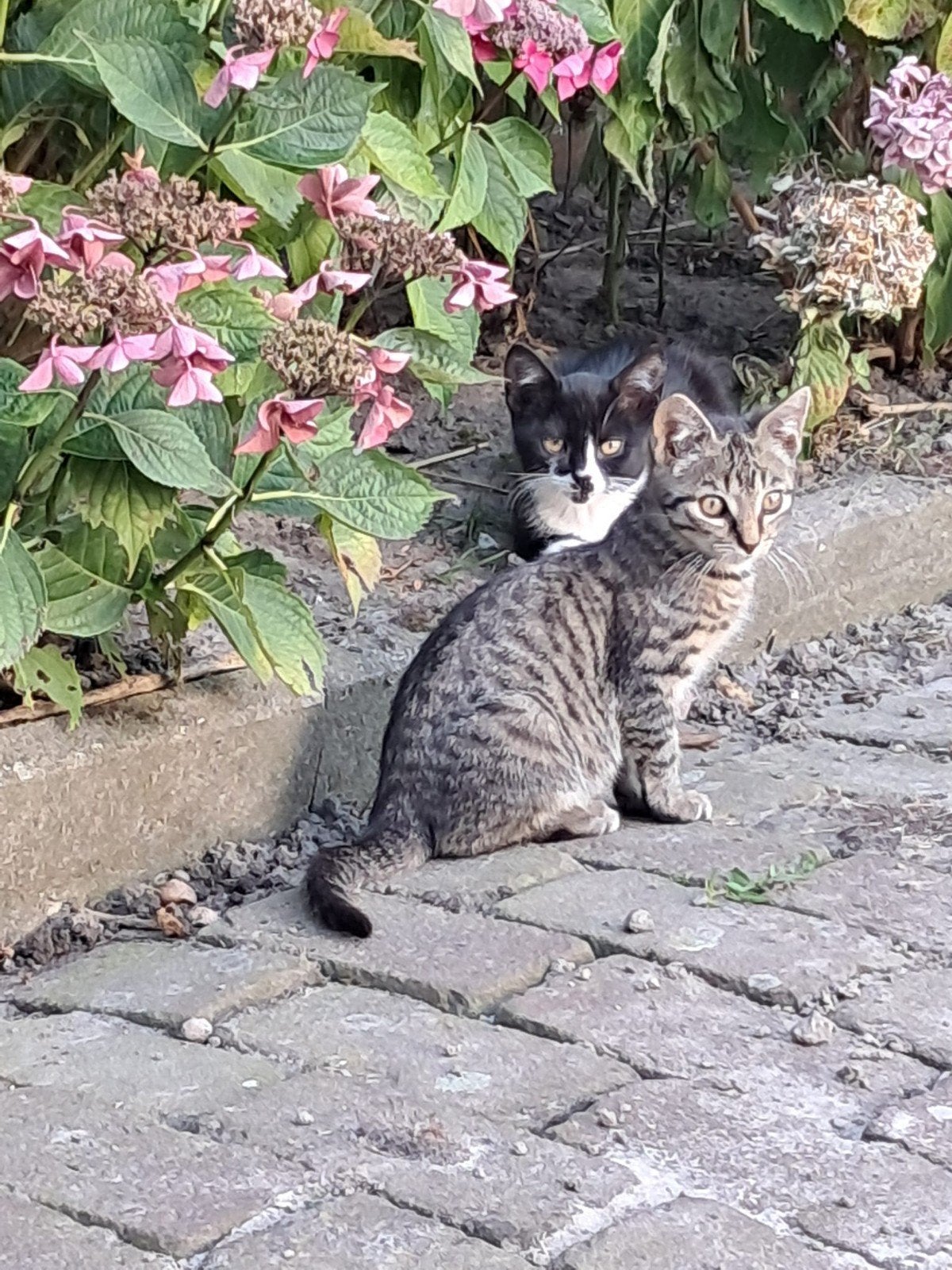 Lieve boerderijkittens, Meerdere dieren