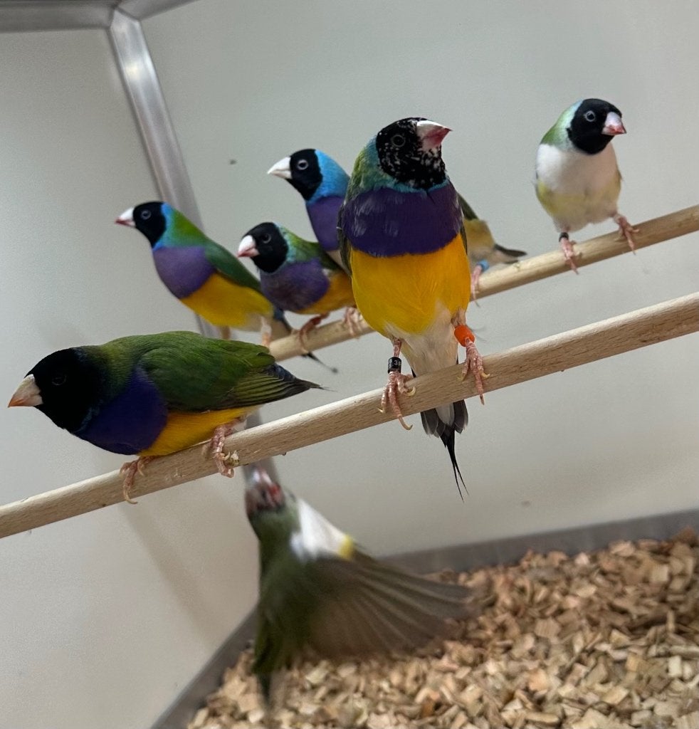 Gouldamadines mannen, Meerdere dieren, Tropenvogel