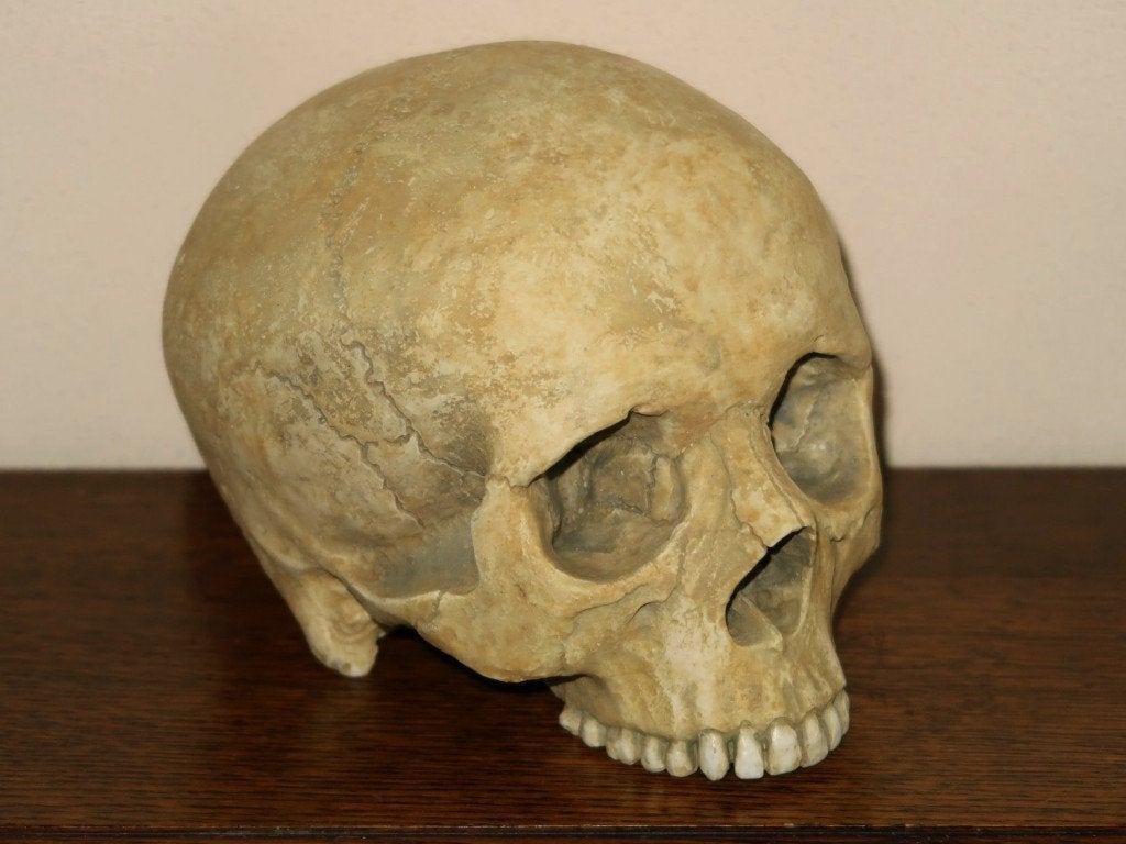 realistische REPLICA Schedel mens, Skull anatomie BUDGET #21, Ophalen of Verzenden, Nieuw, Toneelattributen of Onderdelen