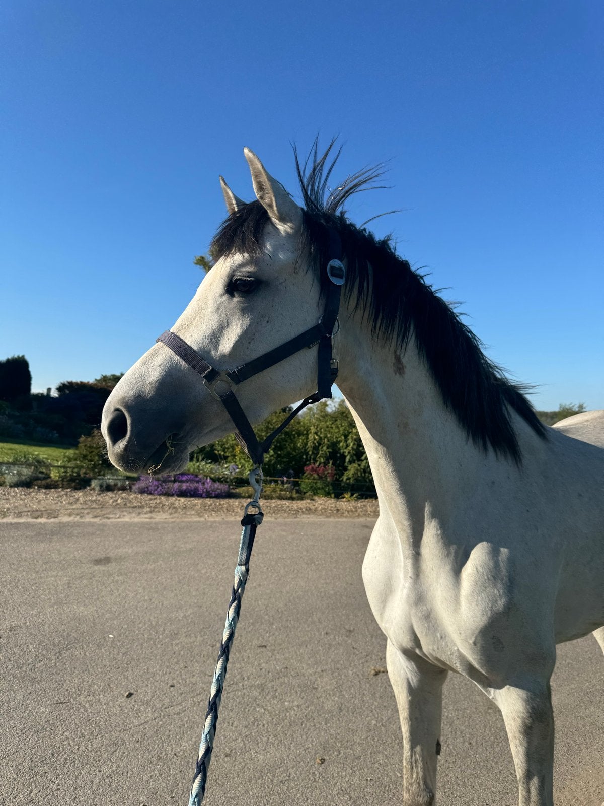 Getalenteerde 3 jarige spring merrie, Dieren en Toebehoren, Paarden, Merrie, Springpaard, Met stamboom, 3 tot 6 jaar