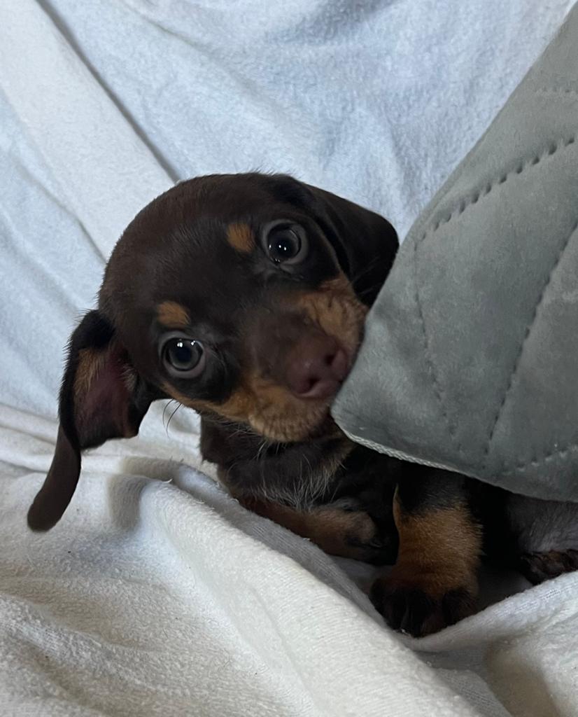Dwerg teckel pups ( nog 1 choco - tan teefje beschikbaar), Parvo, 8 tot 15 weken, Korthaar, Dwerg