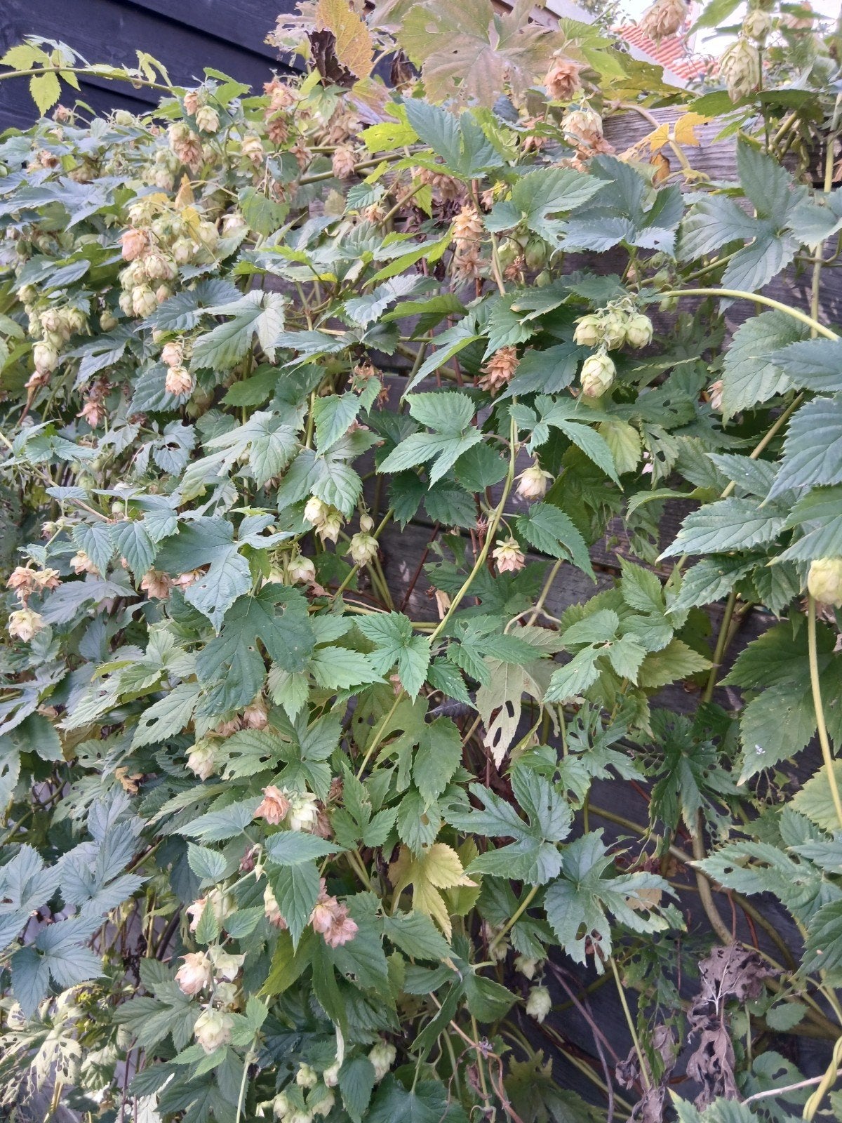 Hop en/of plant gratis meenemen, Ophalen, Overige soorten, Minder dan 100 cm