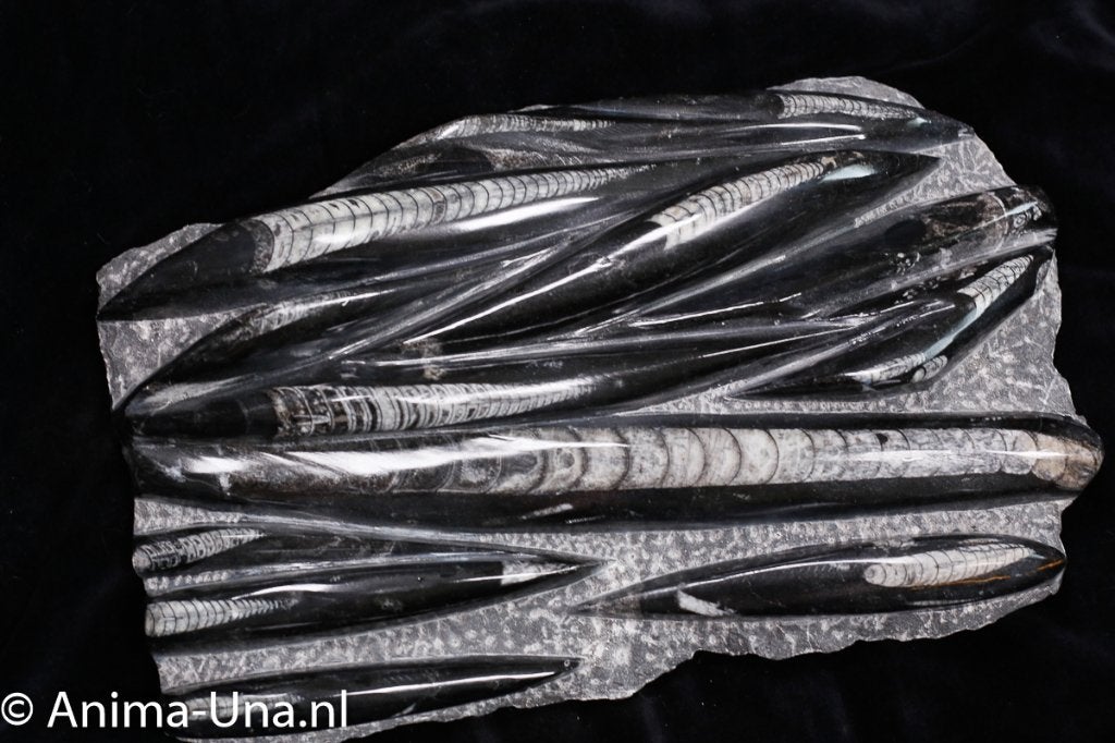 orthoceras, Ophalen, Fossiel