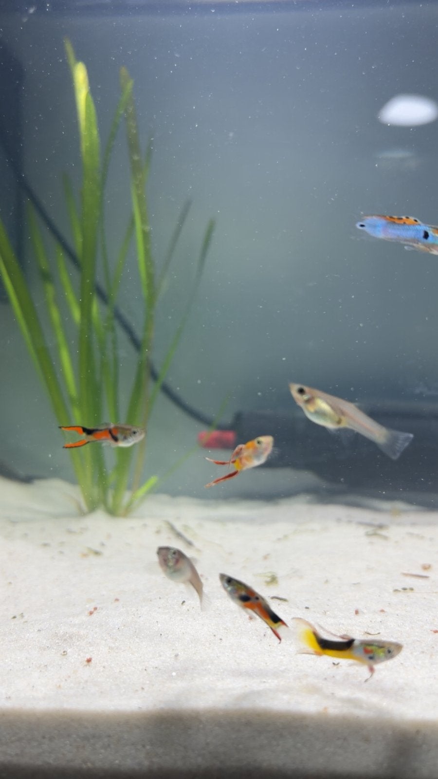 Endler guppen, Dieren en Toebehoren, Vis