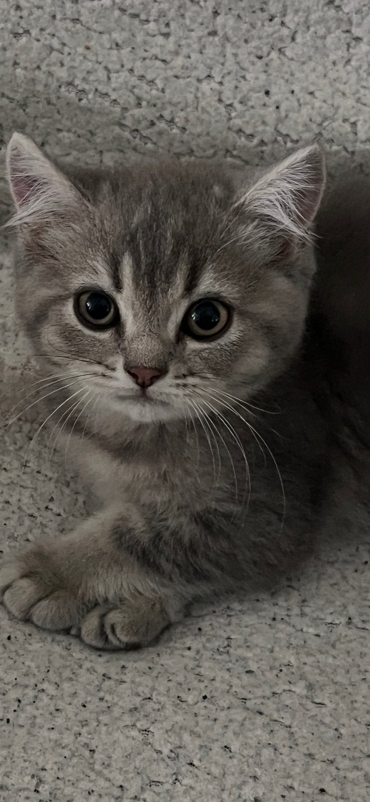 Raszuivere britse korthaar kittens, Dieren en Toebehoren