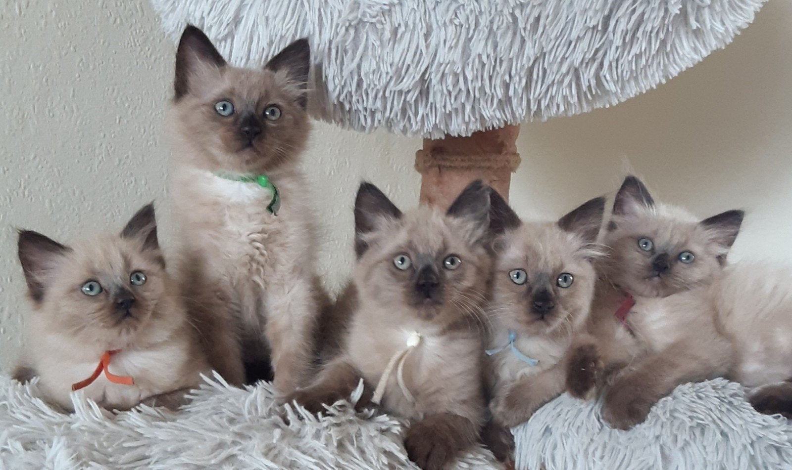 Mooie aparte seal mink  ragdoll kittens (cherubim), Dieren en Toebehoren, Katten en Kittens | Raskatten | Langhaar, Meerdere dieren