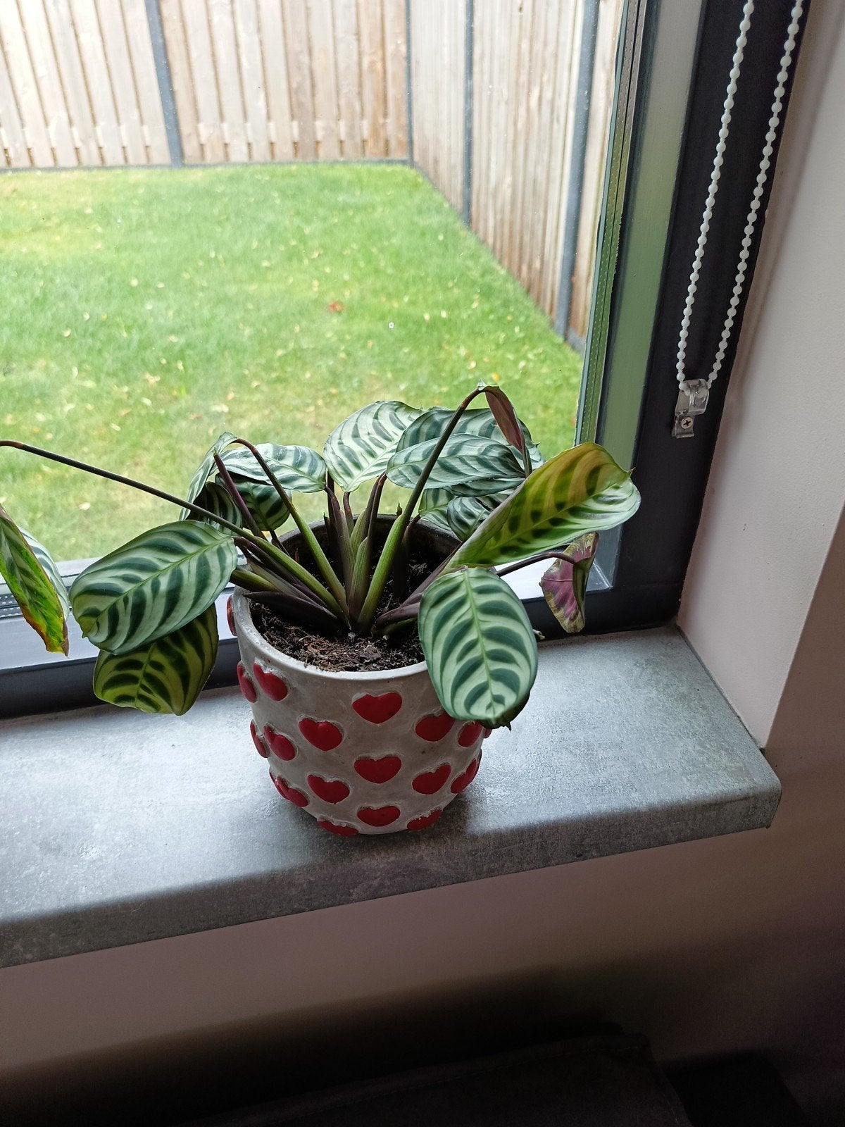 Calathea Makoyana - Pauwenplant (exclusief pot), Ophalen, Overige soorten, Halfschaduw, Minder dan 100 cm