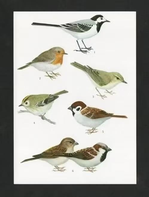 Kwikstaart Roodborstje Ringmus Huismus Goudhaantje Fitis., Ophalen of Verzenden, 1980 tot heden, Ongelopen, Vogel