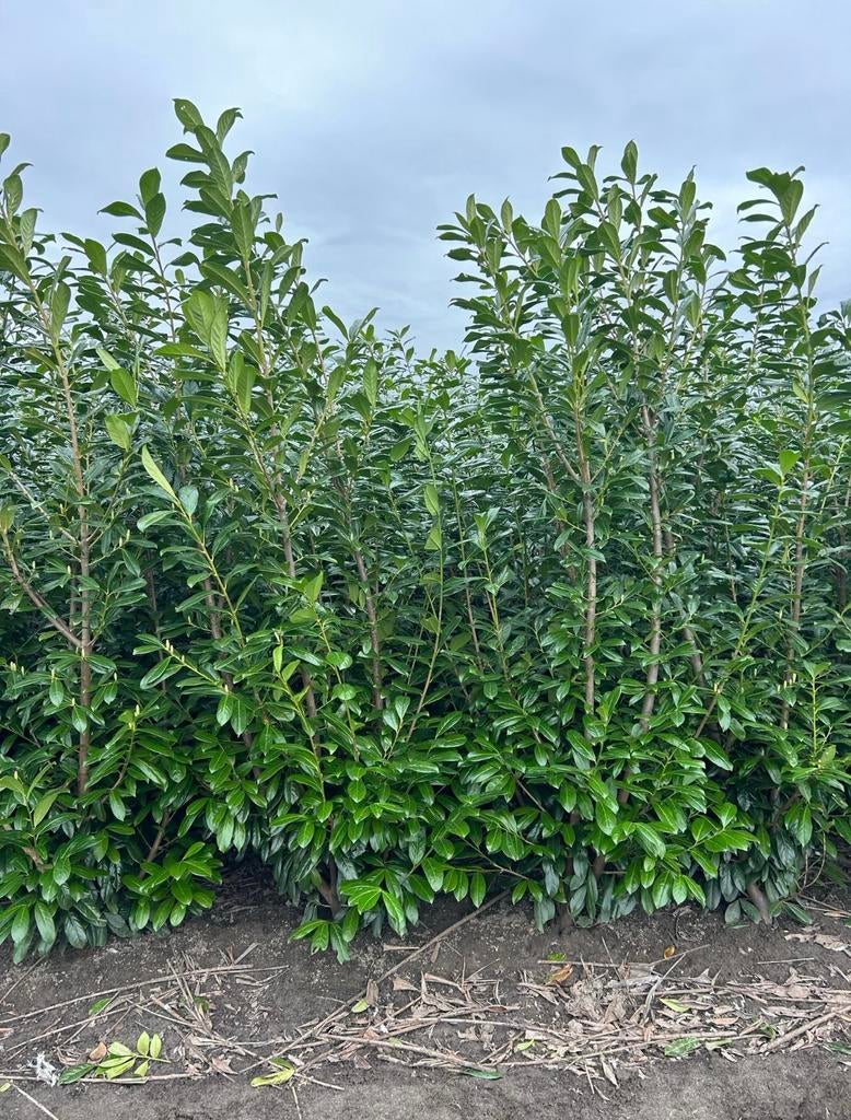 Prunus lauro. Novita in verschillende maten opruiming, Ophalen of Verzenden, Laurier, 100 tot 250 cm