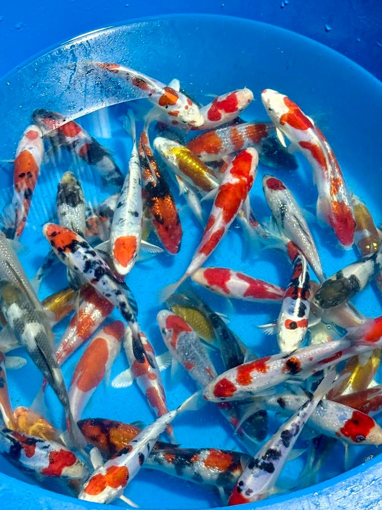 handpicked Kase Tosai mix 14-18cm Japanse Koi, Karper of Koi