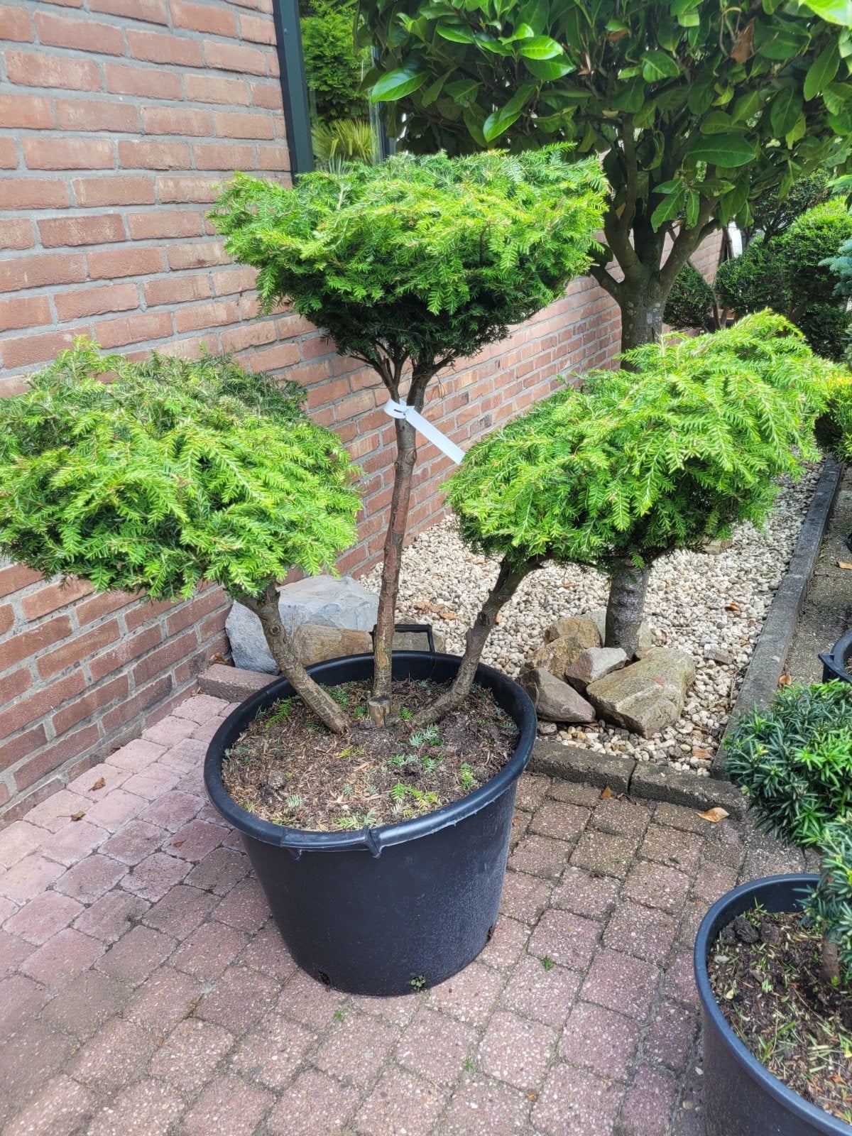Tsuga Canadensis Vormsnoei in schaal 45 cm, Vaste plant, Bloeit niet, Halfschaduw, Ophalen