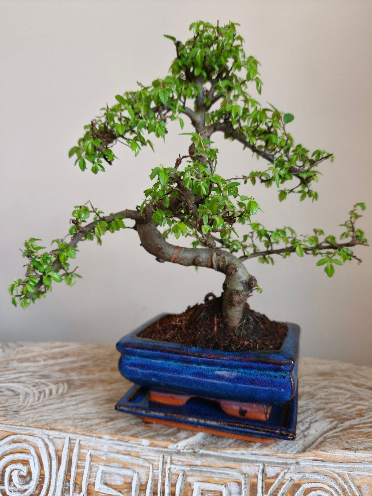 Ulmus Parviflora bonsai, Tuin en Terras, Bloeit niet, Halfschaduw, Minder dan 100 cm, Overige soorten
