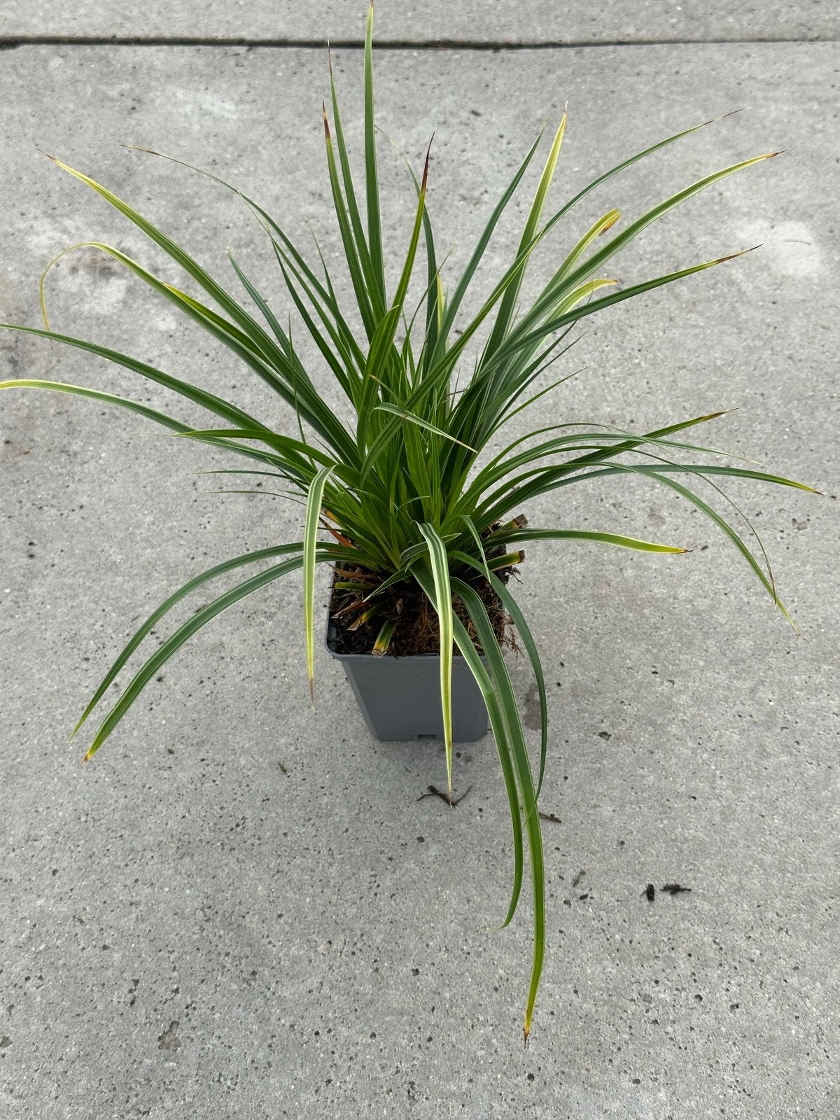 Carex morrowii / variegata - Japanse Zegge, Vaste plant, Siergrassen, Ophalen of Verzenden, Bloeit niet