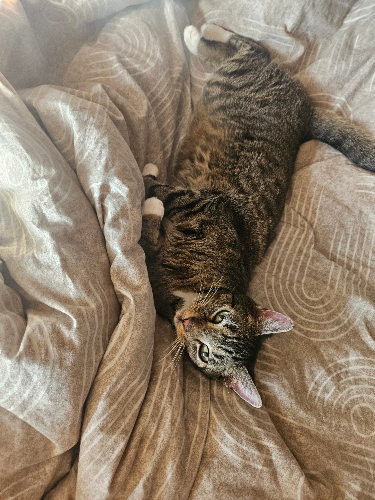 Lieve kater Coco (5 jaar) zoekt een rustig nieuw thuis, Dieren en Toebehoren, Kater