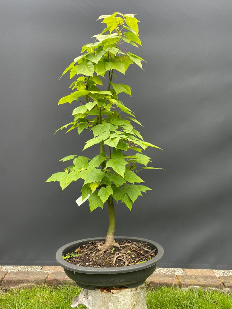 Acer davidii (slangenhuidesdoorn) bonsai, Ophalen, Bloeit niet, Halfschaduw, Overige soorten