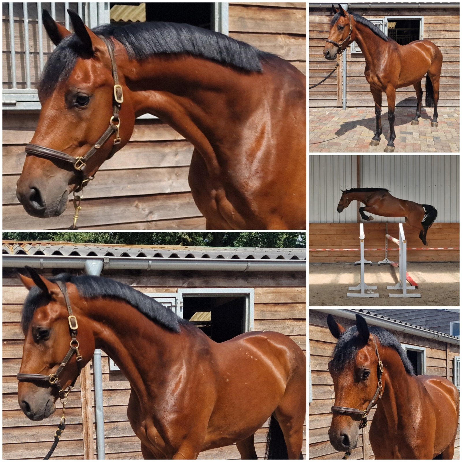 Weekendaanbieding: 2500 euro, Dieren en Toebehoren, Paarden, Met stamboom, Springpaard, Ruin, 3 tot 6 jaar