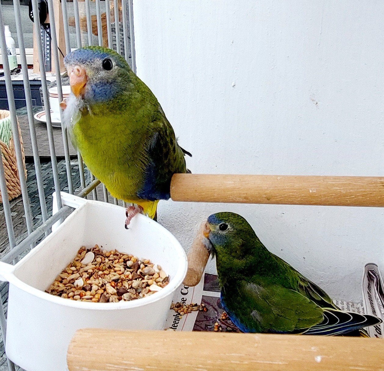 Turquoisines, Geslacht onbekend, Parkiet