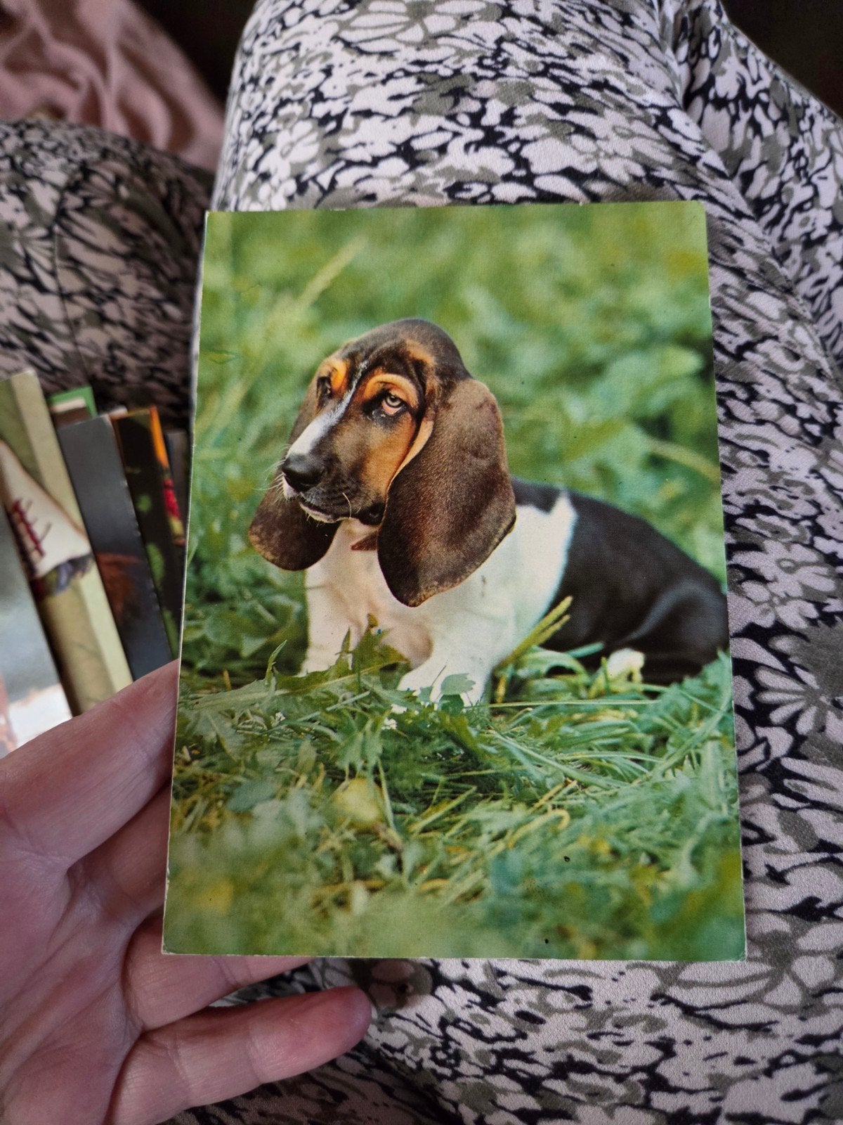 Vintage Ansichtkaart Basset Hound Hond, Ophalen of Verzenden, 1960 tot 1980, Gelopen, Hond of Kat