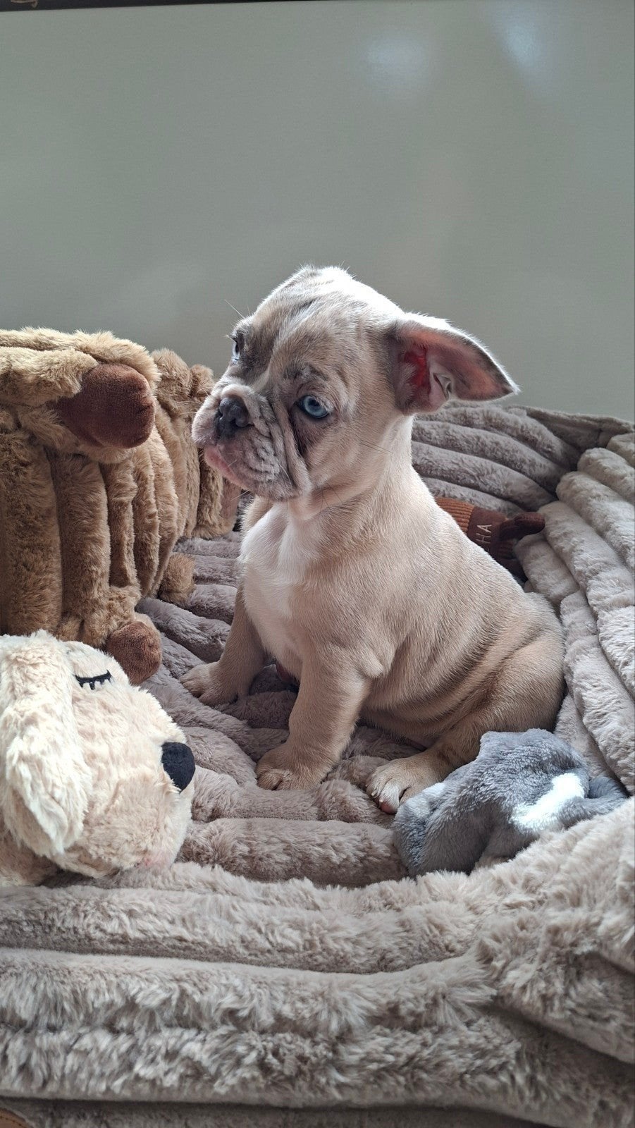 Franse bulldog pup reu met toebehoren, Reu, 8 tot 15 weken, Bulldog, Eén hond