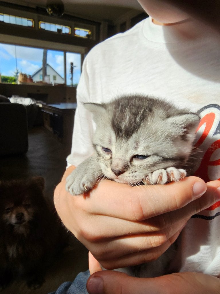 6 brits korthaar kittens  nog 2 beschikbaar, Meerdere dieren, Ontwormd, 0 tot 2 jaar