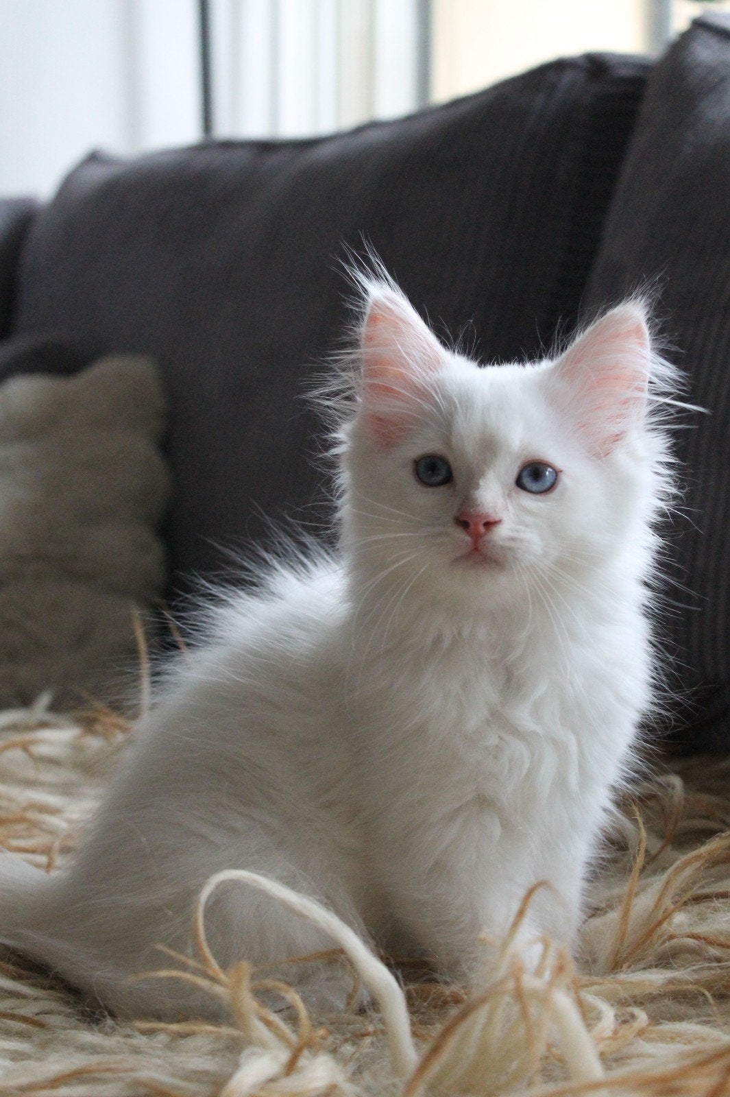Cream point ragdoll kater mag verhuizen, 11 weken oud, Dieren en Toebehoren, Katten en Kittens | Raskatten | Langhaar, Kater, Gechipt