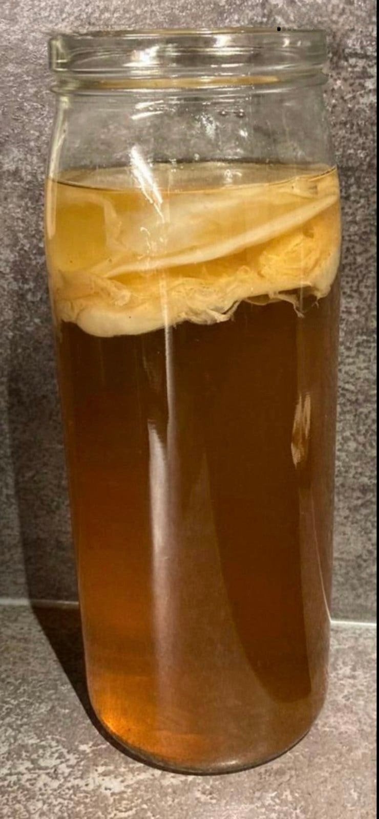 Scoby om zelf Kombucha te maken, Diversen, Ophalen