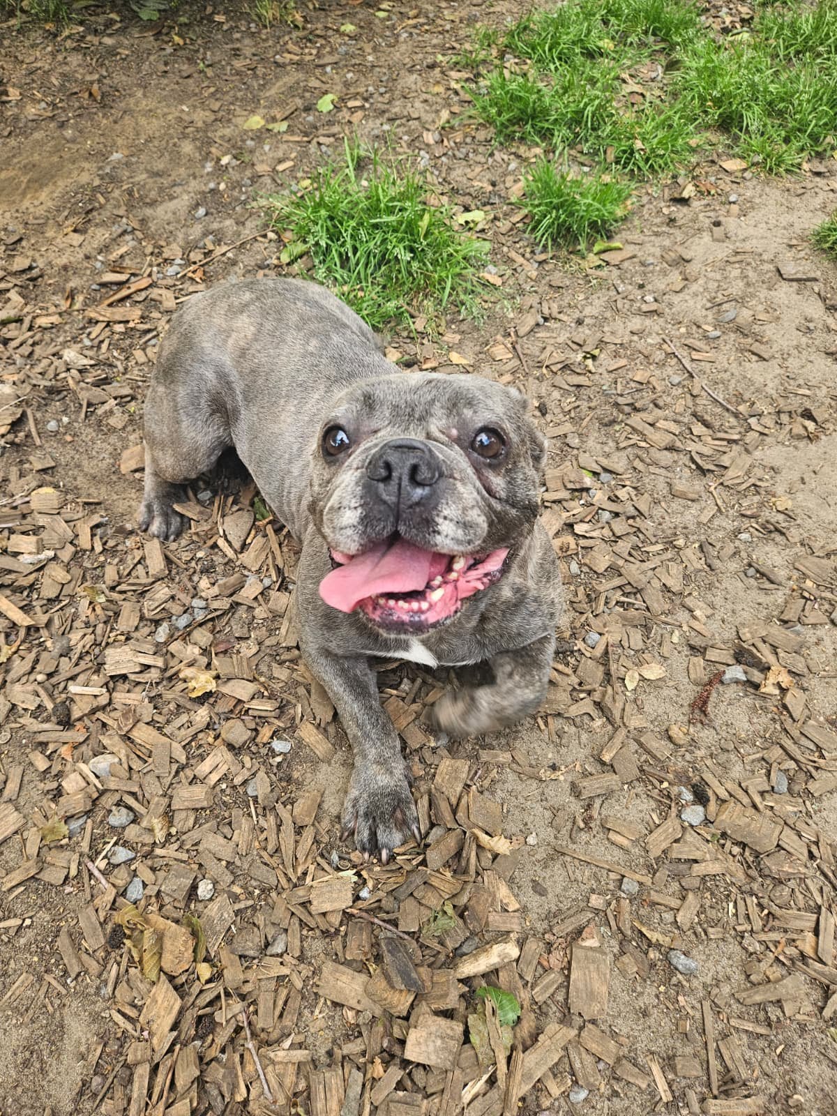Frans bulldog teefje zoekt een nieuw huisje, Parvo, Teef, Bulldog, Eén hond