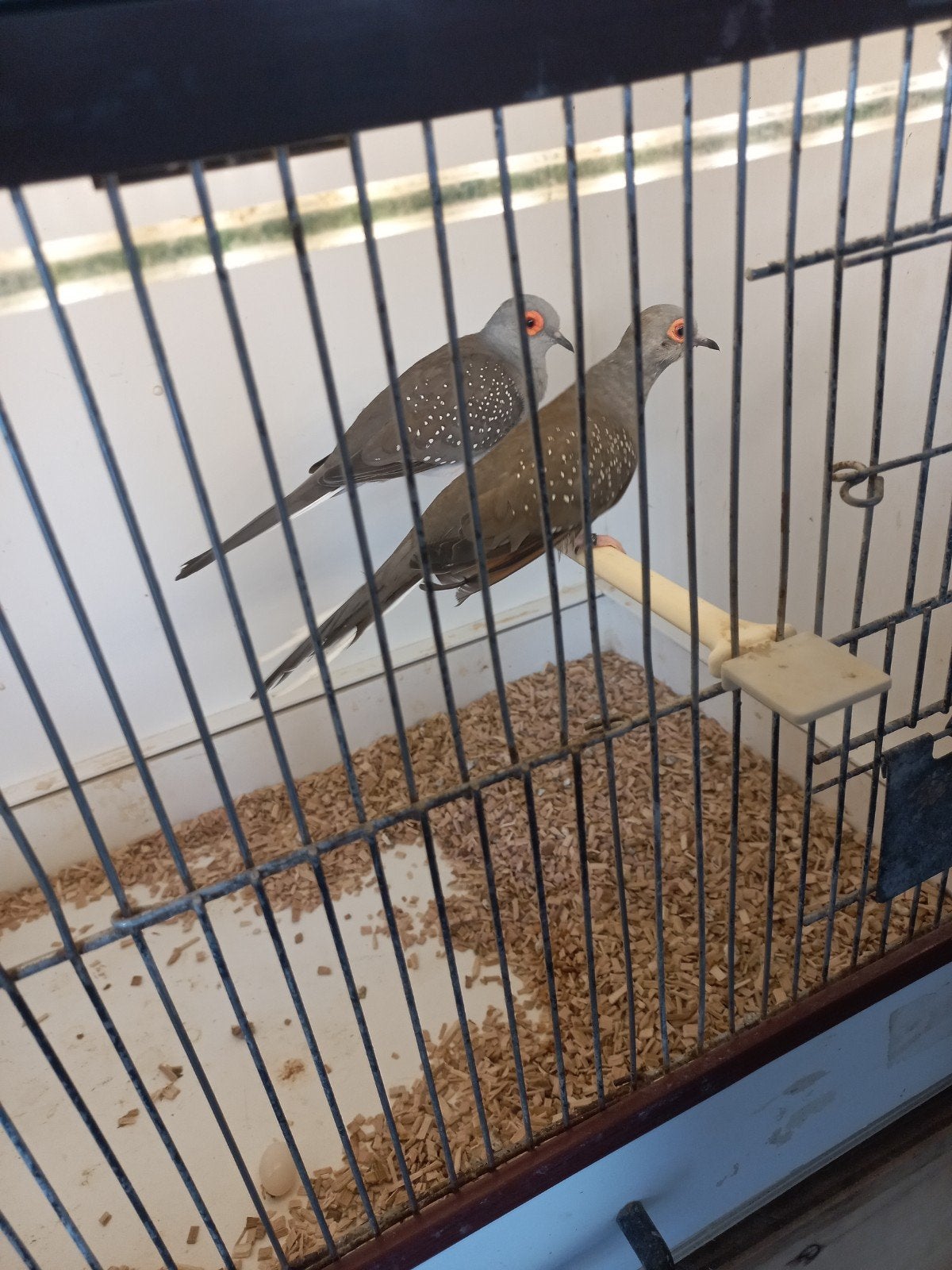 2 koppels diamant duiven en 1 mannetje, Dieren en Toebehoren, Vogels | Overige Vogels, Meerdere dieren, Tropenvogel