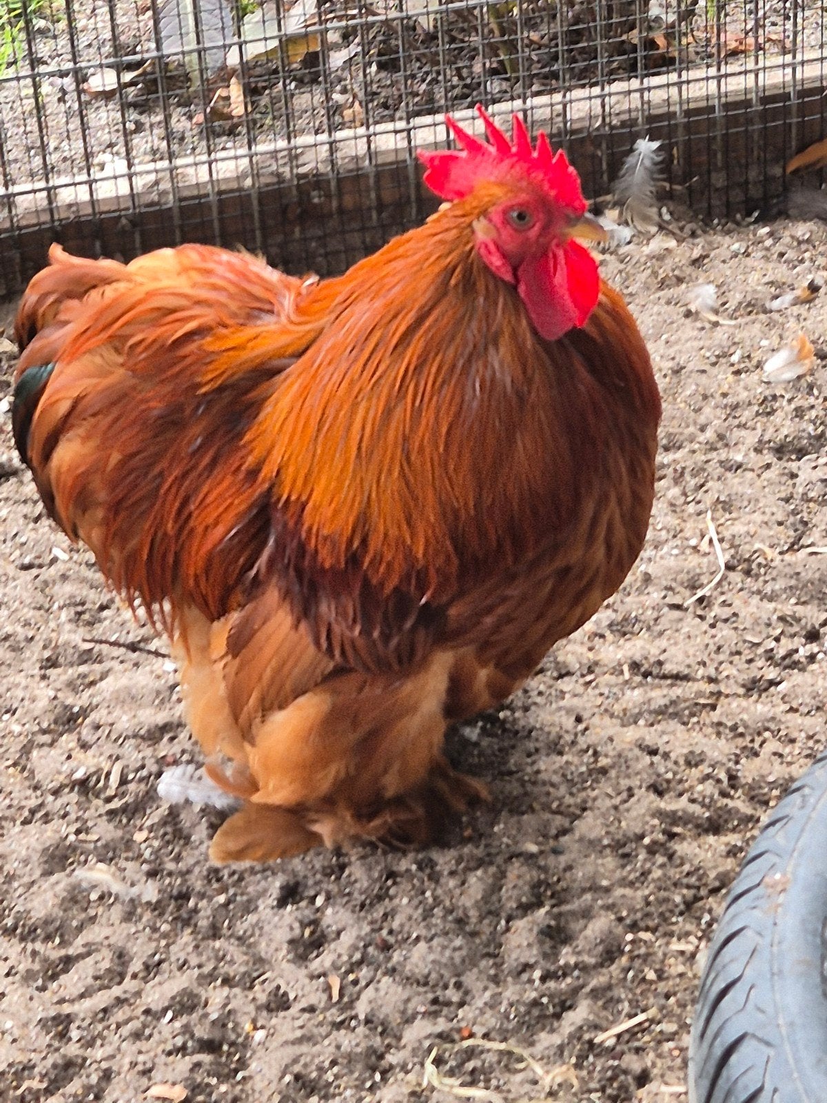 Teun zoekt harem Cochin kriel haan, Dieren en Toebehoren, Mannelijk, Kip