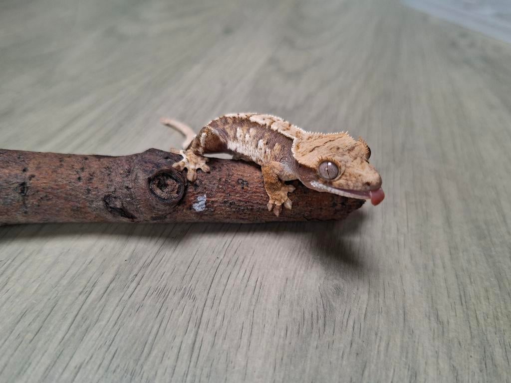 Wimpergekko(Tricolor), Dieren en Toebehoren, Reptielen en Amfibieën, Overige soorten, 0 tot 2 jaar, Tam