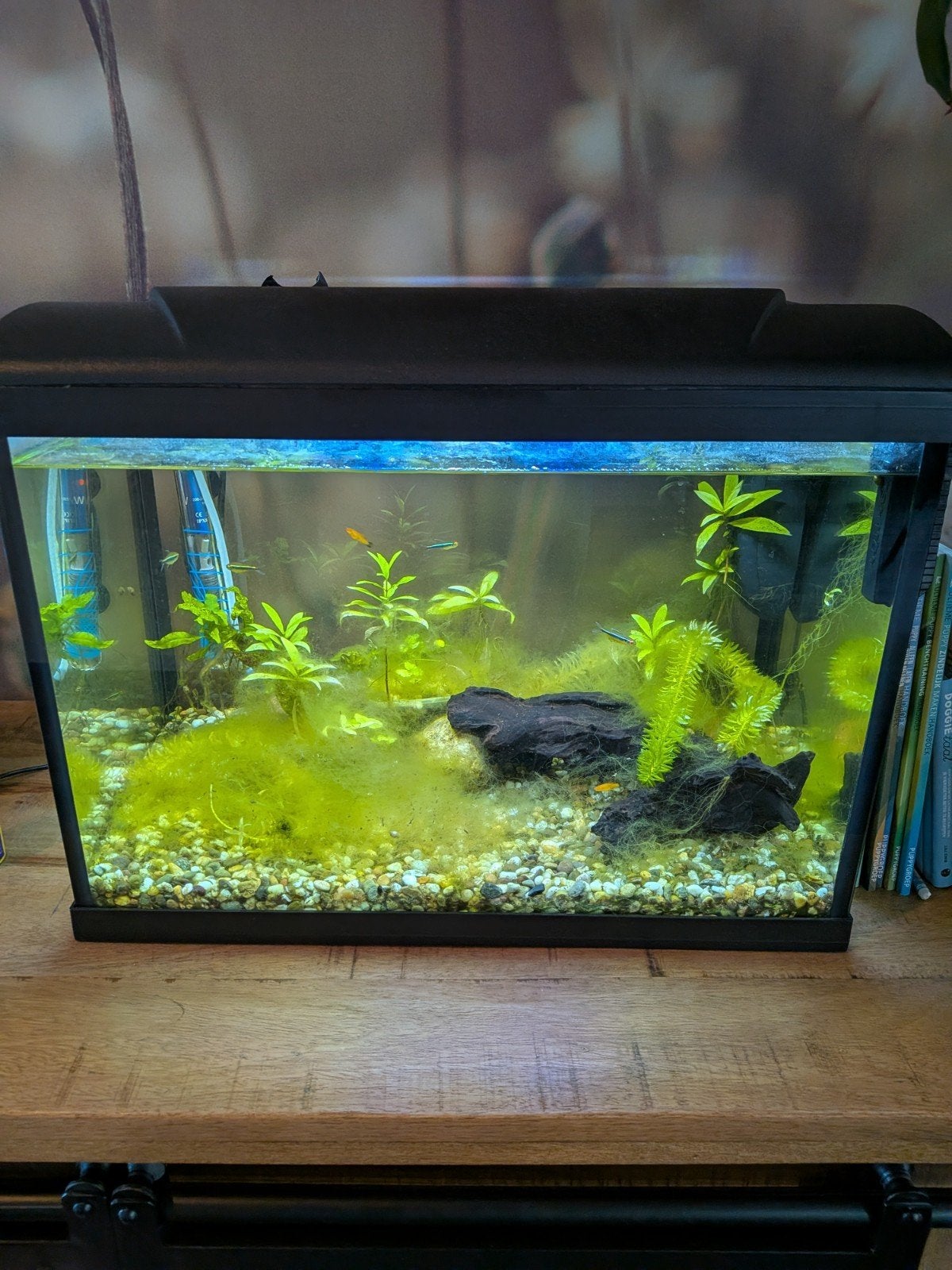 HS Aqua Platy 50 aquarium, Dieren en Toebehoren, Vissen | Aquaria en Toebehoren, Ophalen, Gevuld zoetwateraquarium