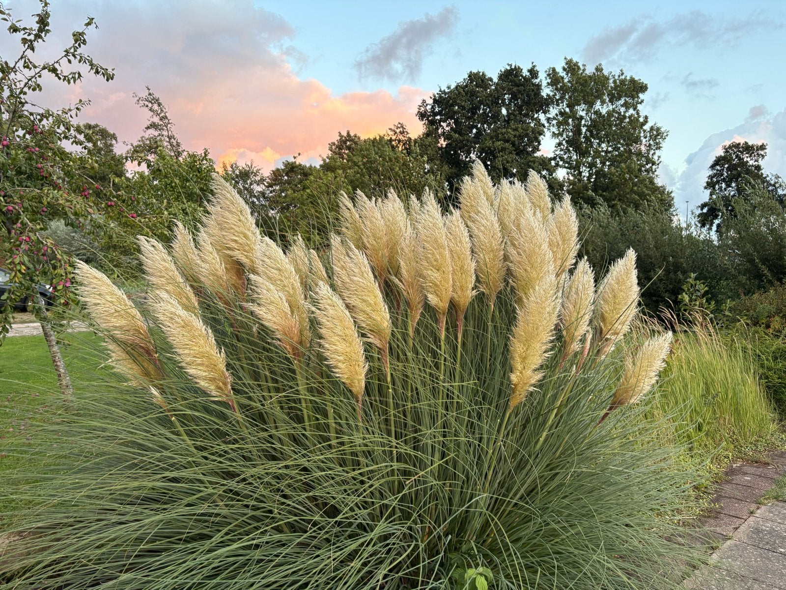 Prachtig Pampasgras - Cortaderia Selloana, Ophalen, Volle zon, Vaste plant, Siergrassen