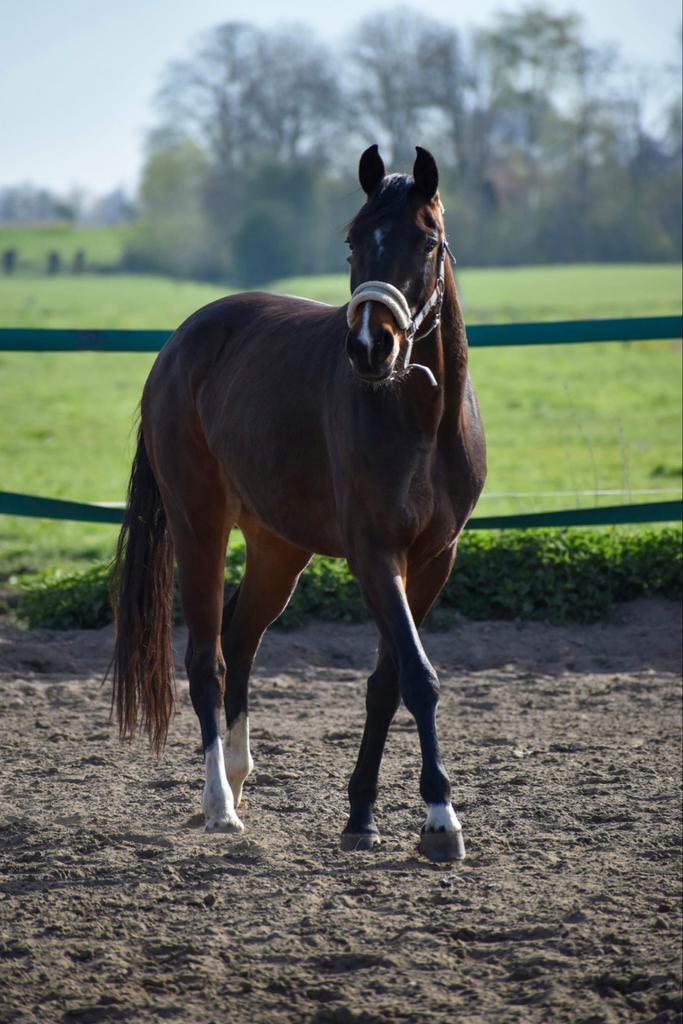 Leuke kwpn merrie, Merrie, Met stamboom, Dressuurpaard, 3 tot 6 jaar
