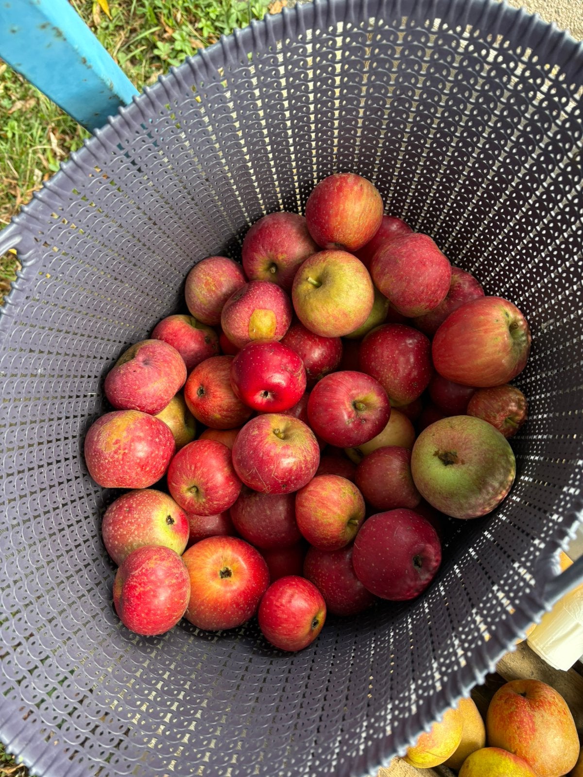 Sterappels, Ophalen