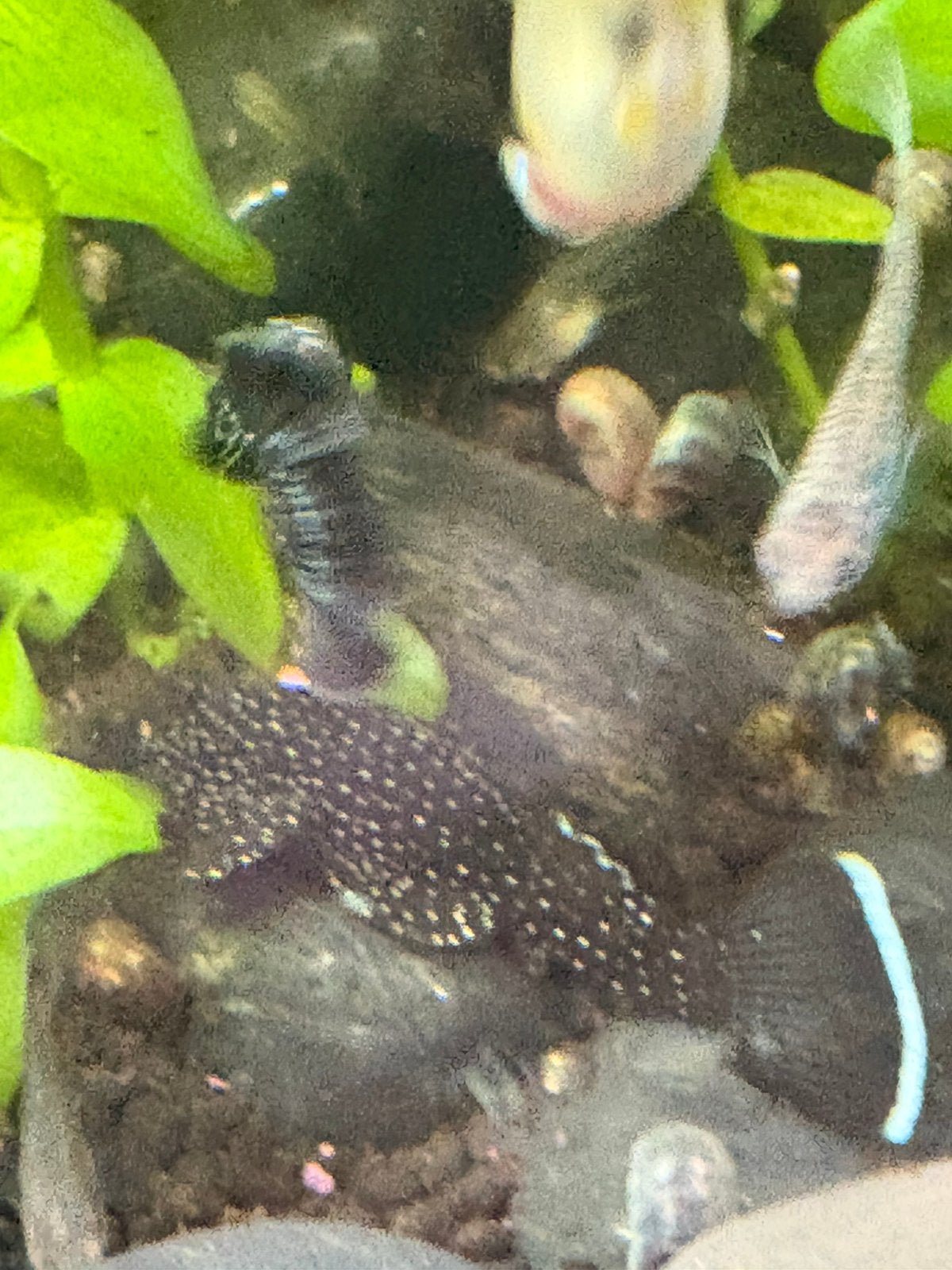 L181, Dieren en Toebehoren, Vissen | Aquariumvissen, Vis