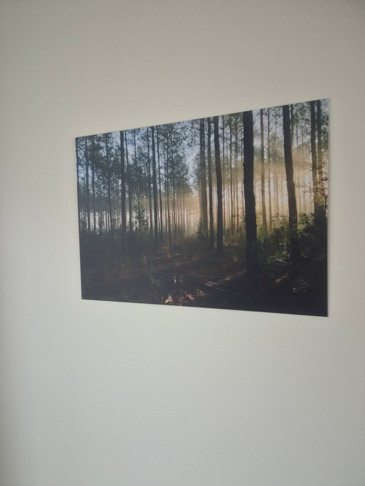 Displate metalen poster bos 68x48 cm, 50 – 75, Gebruikt, Ophalen of Verzenden, Foto of Poster