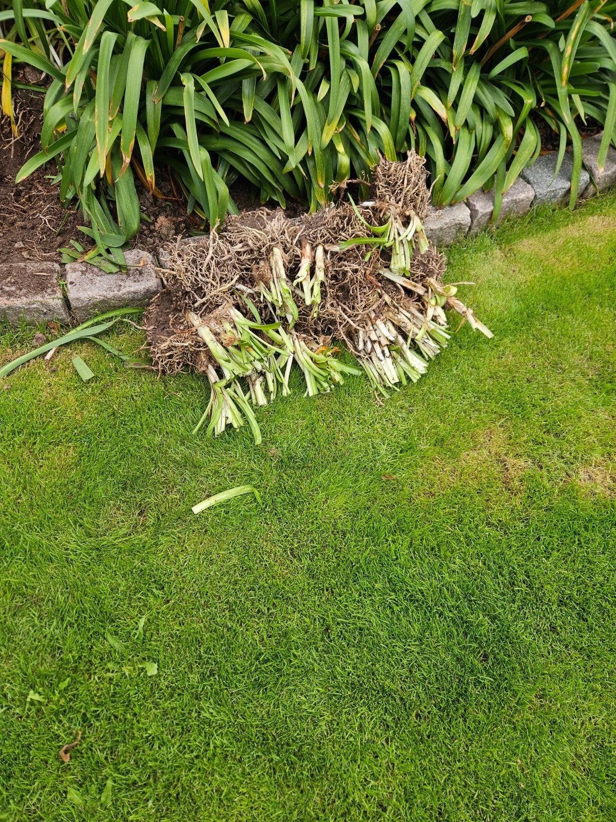 Agapanthus planten - Afrikaanse lelie, Volle zon, Vaste plant, Zomer, Ophalen