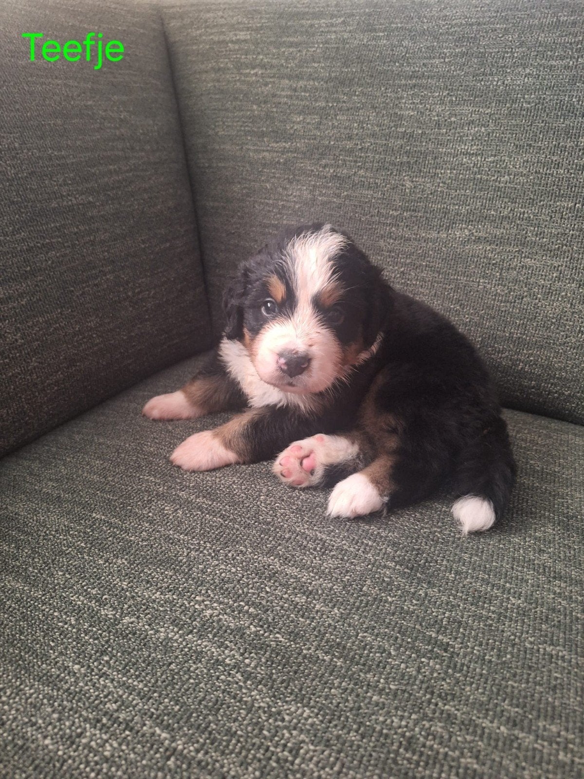 Benner sennen pups, 1x reu en 3x teefje, Overige rassen, 8 tot 15 weken, Meerdere, Meerdere dieren