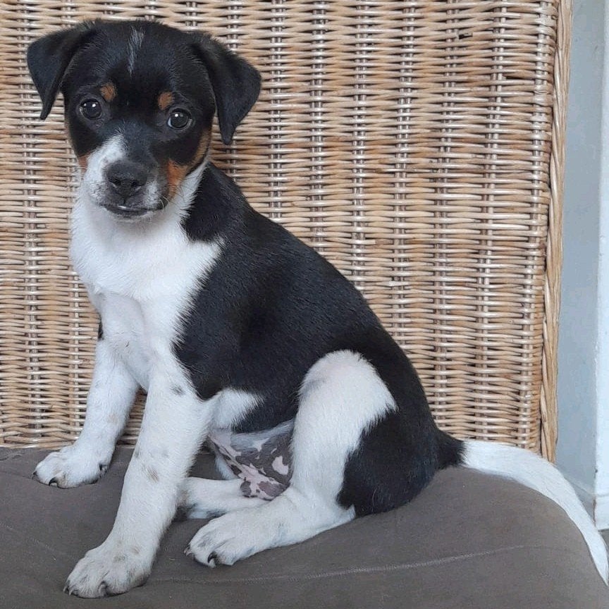 Mooie driekleur boerenfox pup, Jack Russell Terriër, 8 tot 15 weken, Meerdere dieren, Eén hond