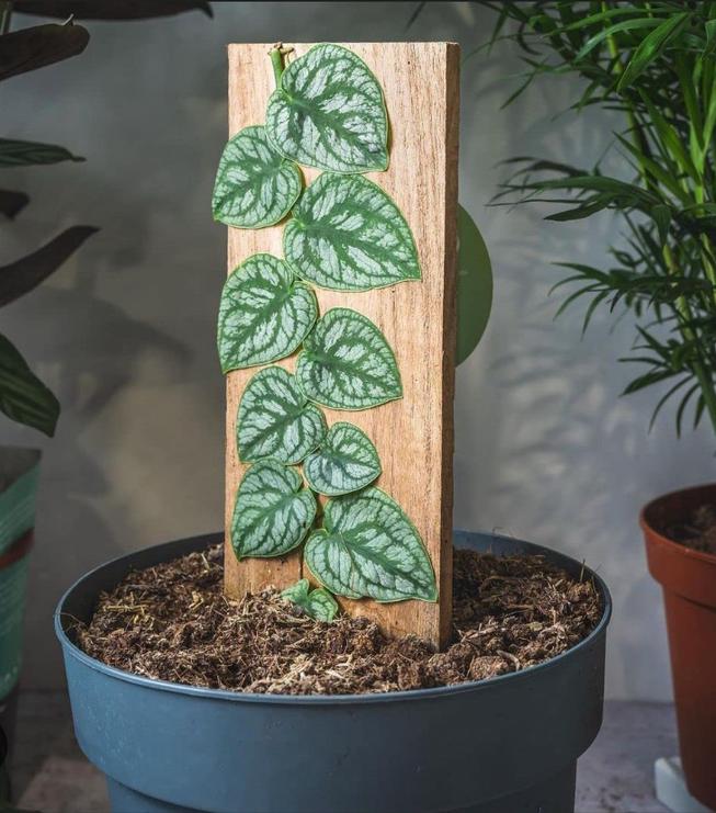 Monstera dubia bladstek, Huis en Inrichting, Kamerplanten, Ophalen of Verzenden, Halfschaduw, Minder dan 100 cm
