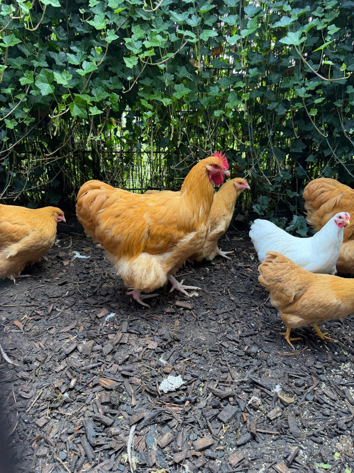 Orpington buff haan, Dieren en Toebehoren, Mannelijk, Kip