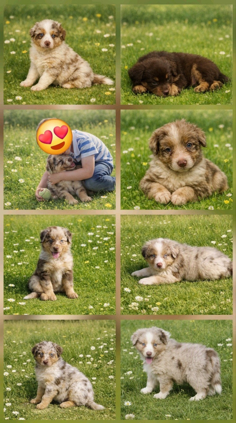 Leuke, mooie, sociale raszuivere Australian Shepherd pups, Overige rassen, 8 tot 15 weken, CDV (hondenziekte), Meerdere