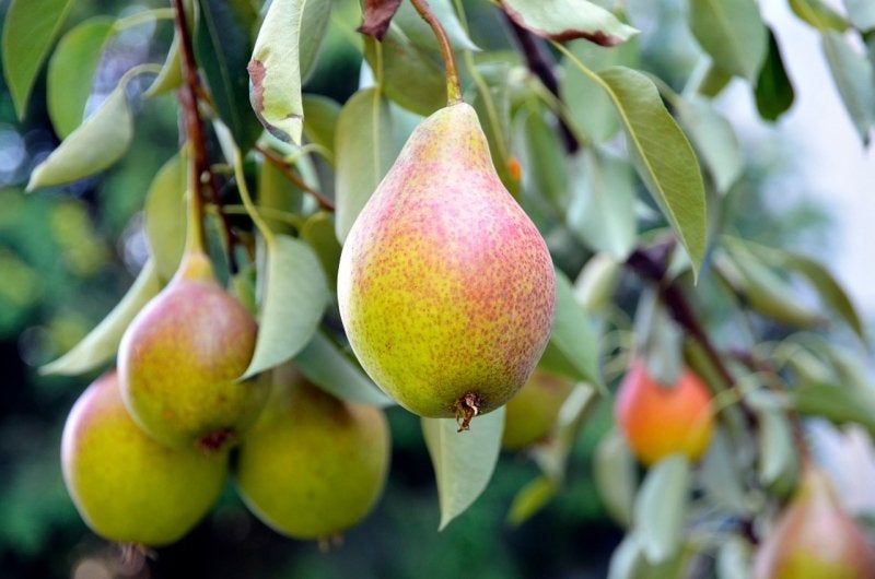 Gezocht: Gratis Stoofperenboom of Perenstekjes, Ophalen of Verzenden, Perenboom