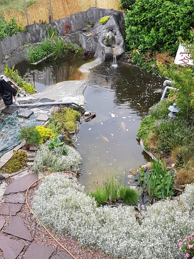 Superbead filter, koi's, steuren en goudvissen, Karper of Koi