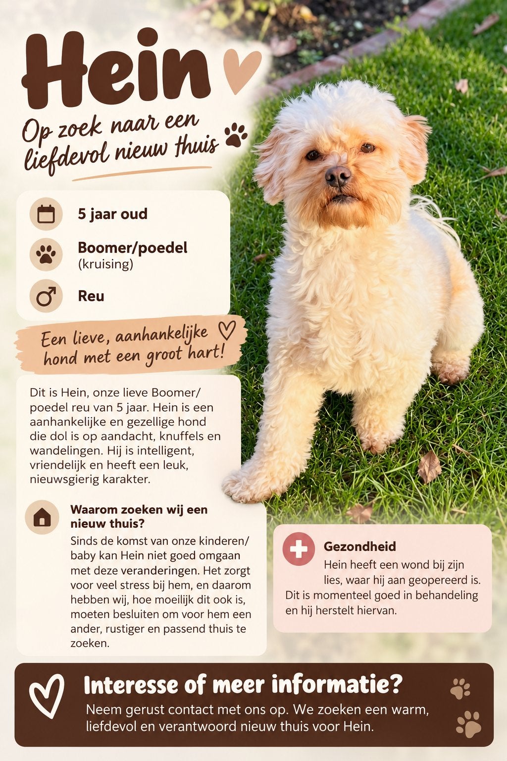 Hein zoekt een nieuw thuis, Reu, CDV (hondenziekte), Eén hond, Klein