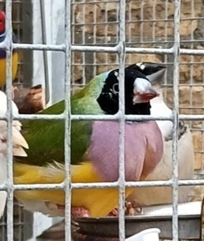 Gezocht Gouldamadine pop, Dieren en Toebehoren
