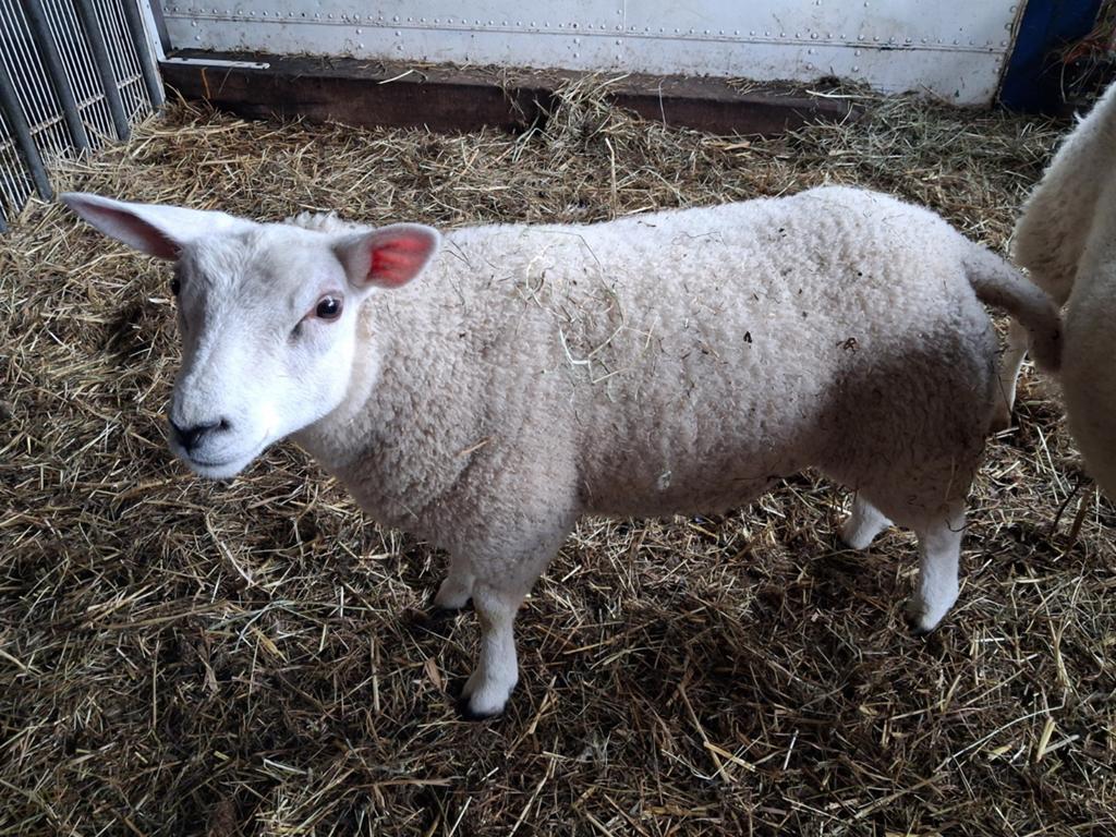 Texelaar ooilammeren, Meerdere dieren, Schaap