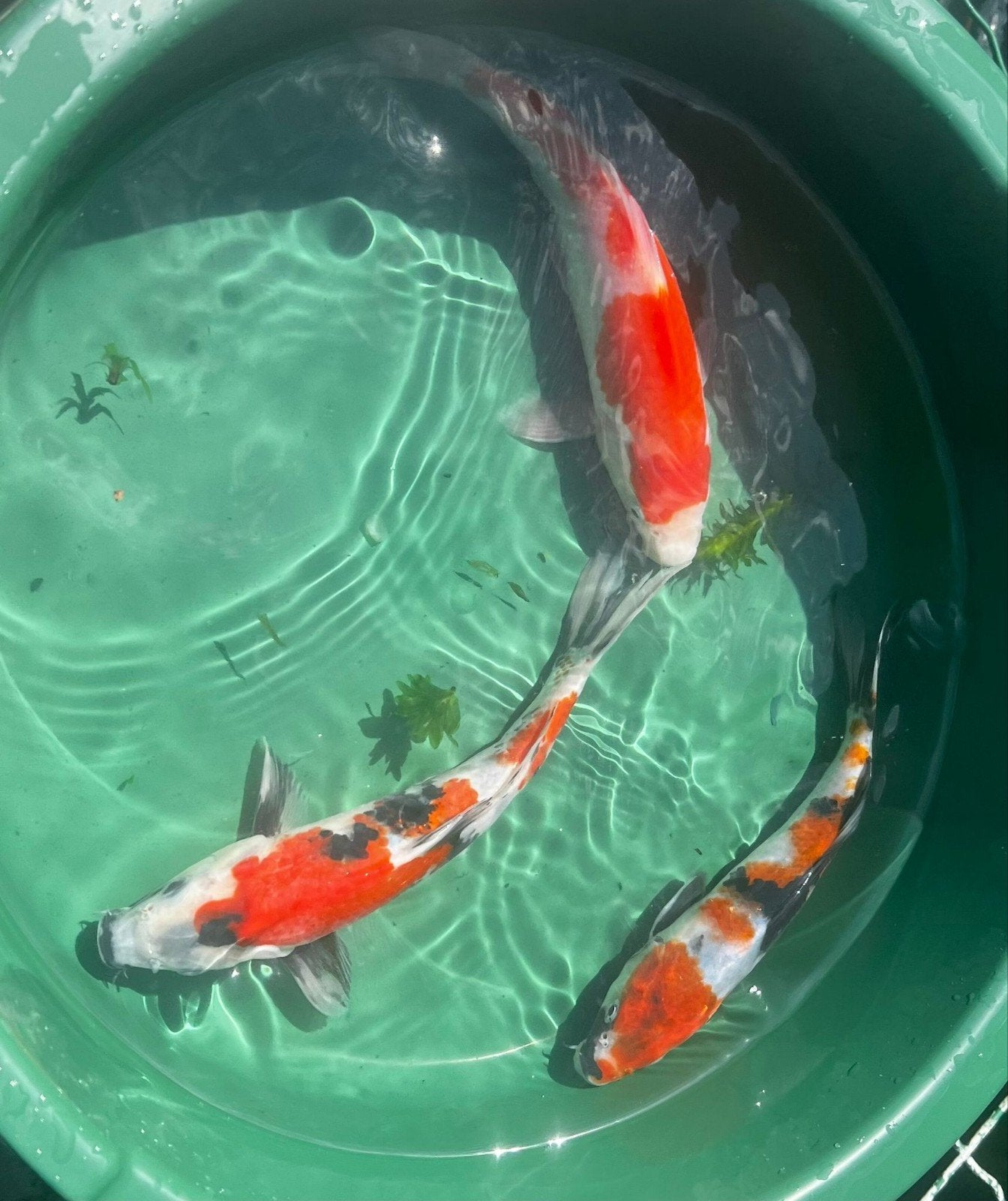 Prachtige GoSanke mix high quality koi’s, Karper of Koi